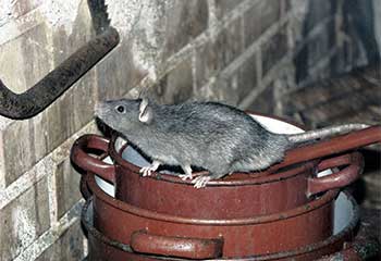 Rodent Proofing | Attic Cleaning San Pablo, CA