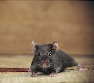 Spot A Rat Infestation In Your Attic | Attic Cleaning San Pablo, CA Spot A Rat Infestation In Your Attic | Attic Cleaning San Pablo, CA