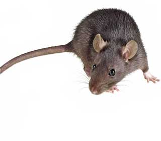 Rodent | Attic Cleaning San Pablo, CA Rodent | Attic Cleaning San Pablo, CA